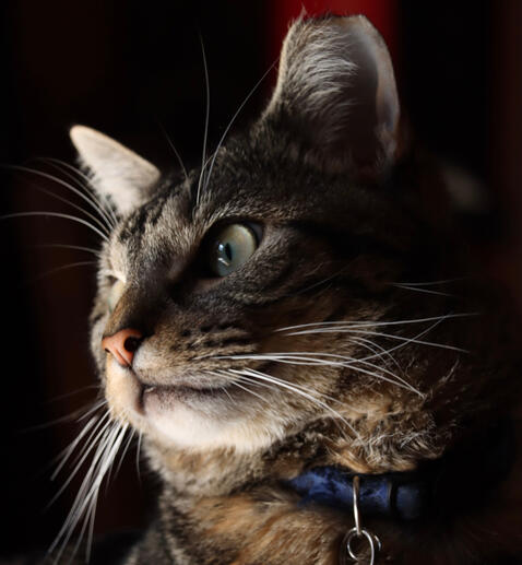 Simba Simba